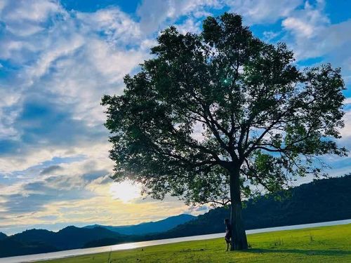 Cây Kơ nia cô đơn bên hồ Núi Một ở làng Canh Tiến.