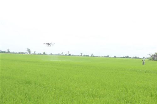 Tính đến giữa tháng 4/2026, toàn thành phố Cần Thơ mới xuống giống được 44.265 ha lúa Hè Thu, chỉ đạt 16% so với kế hoạch đề ra. Ảnh (tư liệu): Thu Hiền - TTXVN