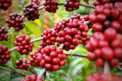 Ấn Độ đang là nước xuất khẩu cà phê đứng thứ bảy trên thế giới. Ảnh minh họa: C.W.