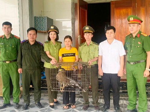 Cá thể diều hoa Miến Điện được người dân giao nộp.