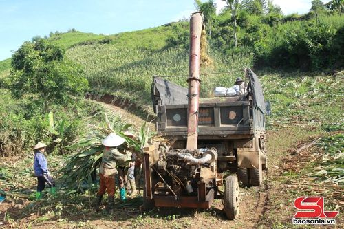 Nông dân bản Nà Mường, xã Tân Yên thu hoạch ngô sinh khối.