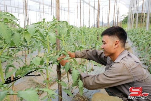 Nhân dân xã Tân Yên trồng cà chua trong nhà lưới.