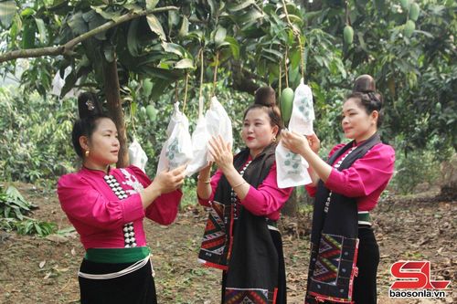 Nông dân xã Chiềng Hặc bao quả xoài.