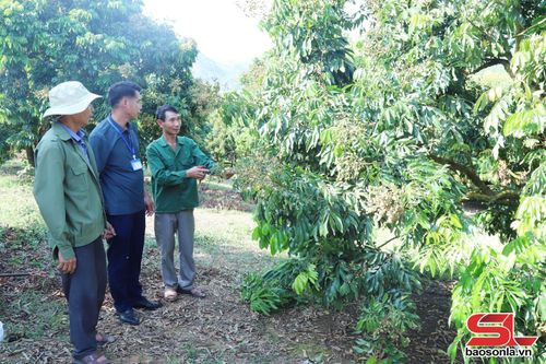 Nông dân bản Tân Lập, xã Chiềng Khương trao đổi kỹ thuật chăm sóc nhãn chín sớm.Ảnh: PV