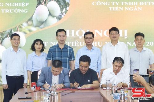 Ký kết hợp đồng thu mua xoài giữa Công ty TNHH Đầu tư Thương mại Tiến Ngân, tỉnh Phú Thọ và các hợp tác xã.