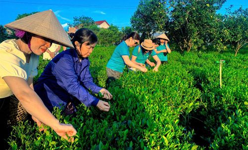 Du khách trải nghiệm công việc hái chè cùng nông dân.