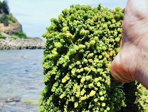 Rong nho trên đảo Cồn Cỏ.