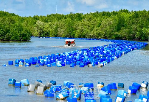 Tại các tuyến sông gần cửa biển, mô hình nuôi hàu lồng phát triển khá ổn định. (Ảnh chụp trên tuyến sông Vàm Lũng, Xã Phan Ngọc Hiển).