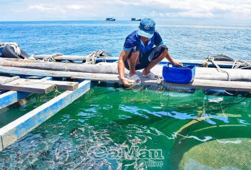 Phần lớn các lồng bè nuôi cá bớp, thức ăn được tận dụng từ nguồn cá phân, giảm chi phí, tăng lợi nhuận.