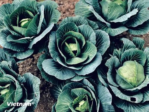 Theo Viện Dinh dưỡng Quốc gia, mức tiêu thụ rau xanh trong bữa ăn của người Việt Nam có xu hướng giảm. (Nguồn: Vietnam+)