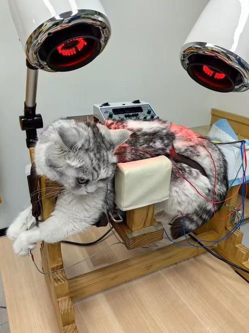 Một chú mèo được châm cứu và trị liệu nhiệt tại một phòng khám chăm sóc sức khỏe toàn diện cho thú cưng ở Trung Quốc