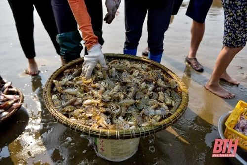 Người dân làng chài gỡ lưới và phân loại cá ngay trên biển. Hản sản tươi sống vừa mang vào được khách du lịch chọn mua ngay trên bờ biển.