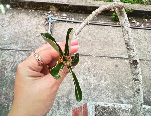  Loại hoa sứ trẻ ăn phải. Ảnh: BVCC. 
