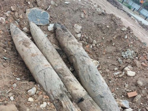 3 cọc gỗ cổ kích thước lớn, đầu vót nhọn có nhiều đặc điểm giống cọc gỗ được phát hiện tại chợ Sa (Bắc Ninh) nằm trong không gian chiến trường Lục Đầu Giang