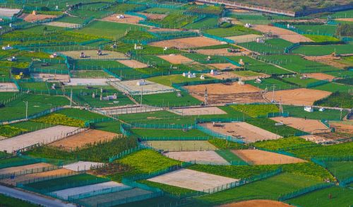 Lý Sơn còn được mệnh danh là “vương quốc tỏi”. Những ruộng tỏi nhỏ nhưng bền bỉ vươn lên giữa gió biển trở thành biểu tượng của sức sống kiên cường nơi đảo tiền tiêu. Ảnh: Đoàn Vương Quốc