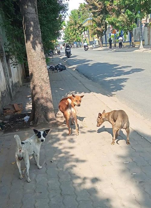 Chó thả rông, không rọ mõm trên đường Ngô Thị Nhạn, phường Tân Thuận, TP HCM Ảnh: TRẦN THẢO