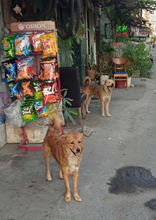 Chó thả rông, không rọ mõm trên đường Bình Lợi, phường Bình Lợi Trung, TP HCM Ảnh: TRẦN THẢO