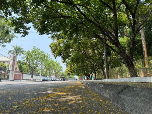 Hoa sưa sau khi nở từ 3-5 ngày sẽ rụng cánh hoa li ti "nhuộm" vàng các tuyến đường