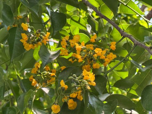Hoa sưa thường nở tập trung trong vòng 1 tháng với 3 đến 4 đợt