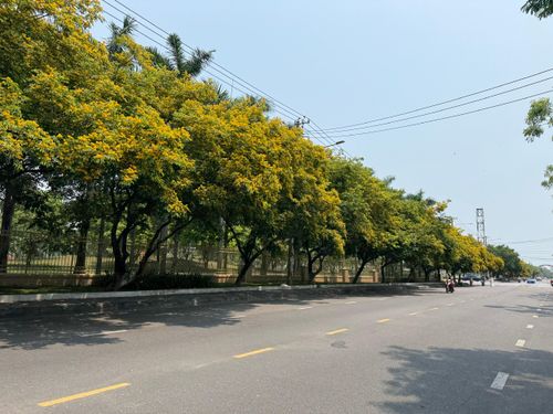 Các tuyến đường như Trần Hưng Đạo, Bạch Đằng, Huỳnh Thúc Kháng ở các phường phía Nam TP Đà Nẵng được nhuộm vàng bởi sắc hoa sưa