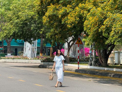 Nhiều người dân và du khách chụp ảnh "check-in" bên hoa sưa vàng nở rộ