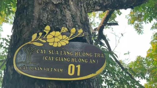 Có 9 cây sưa tuổi đời lâu năm nhất tại đây được Hội Bảo vệ thiên nhiên và môi trường Việt Nam công nhận Cây di sản Việt Nam
