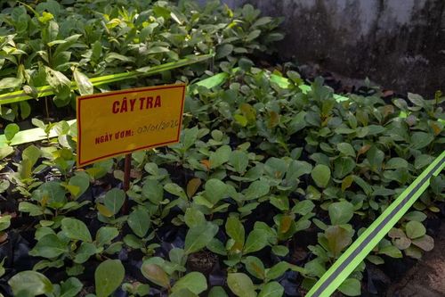 Những mầm cây lớn lên dưới bàn tay chăm sóc của các chiến sỹ. (Ảnh: Xuân Quý/TTXVN)