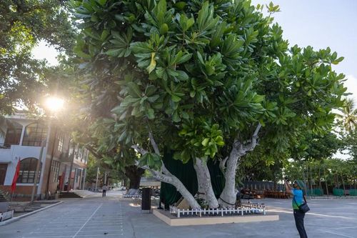 Cây bàng vuông cổ thụ, chứng nhân của sức sống bền bỉ nơi đảo xa. (Ảnh: Xuân Quý/TTXVN)