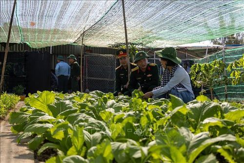 Sức sống mãnh liệt của những mầm xanh trên đảo.