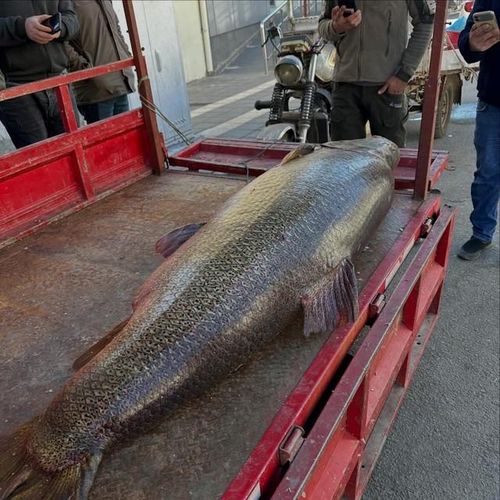Con cá khổng lồ nặng 100kg.