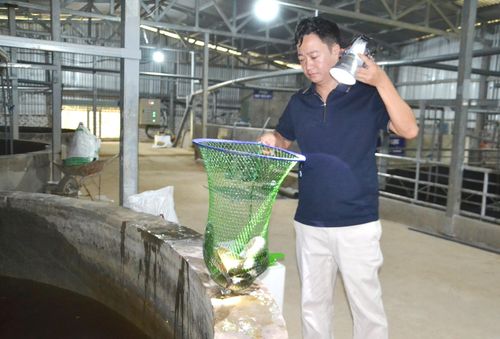 Mô hình nuôi cá chình của hộ Nguyễn Thanh Quang (thôn An Phước, xã Thăng Điền). Ảnh: CÔNG TÚ