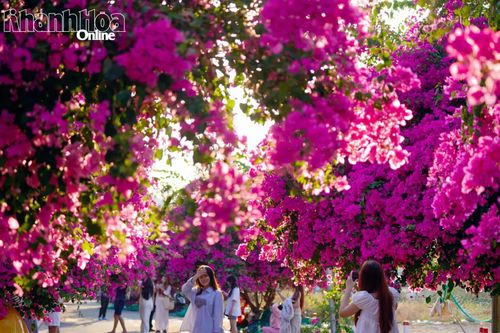 Những cây hoa giấy bung nở để lại ấn tượng đẹp đối với du khách khi đến với Nha Trang - Khánh Hòa.