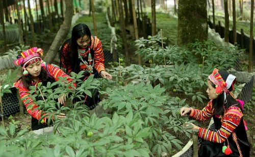 Người dân chăm sóc vườn sâm Lai Châu tại xã Pa Ủ.