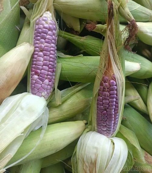 Ngô mini Khao Mang - một trong những giống mới được chứng nhận đảm bảo an toàn chất lượng.