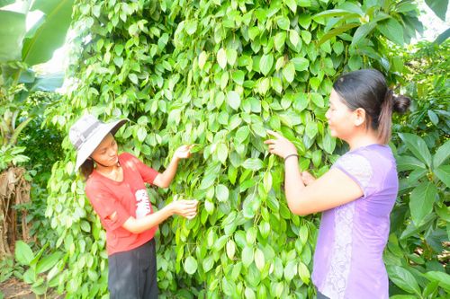 Chị H'Oan H'ra (bên trái), buôn K'Nha, xã Đắk Wil hướng dẫn người dân chăm sóc hồ tiêu đạt hiệu quả kinh tế cao