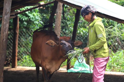 Người dân buôn Trum, xã Cư Jút chăn nuôi bò mang lại hiệu quả kinh tế thiết thực
