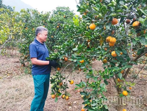 Chuyển đổi diện tích vườn tạp, kém hiệu quả sang trồng cây ăn quả có múi, liên kết tiêu thụ sản phẩm với HTX Mường Kịt giúp nhiều hộ gia đình ở xã Lai Đồng nâng cao thu nhập.