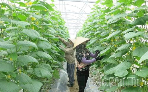 Từ diện tích trồng lúa kém hiệu quả, Công ty TNHH Thương mại - Dịch vụ Biển Xanh, xã Vĩnh Chân đã mạnh dạn đầu tư hệ thống nhà màng, nhà lưới trồng các loại dưa có giá trị cao mang lại doanh thu cao gấp 4-5 lần so với trồng lúa.