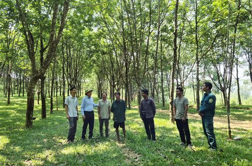 Lãnh đạo Đảng ủy xã A Dơi thăm và động viên mô hình trồng cao su tiểu điền của anh Hồ Xuân Hang - Ảnh: K.S