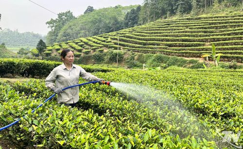 Người dân xã Thượng Minh chăm sóc chè.