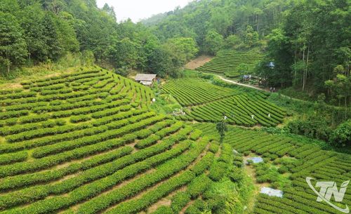 Một vùng trồng chè ở thôn Phiêng Phường (xã Thượng Minh).