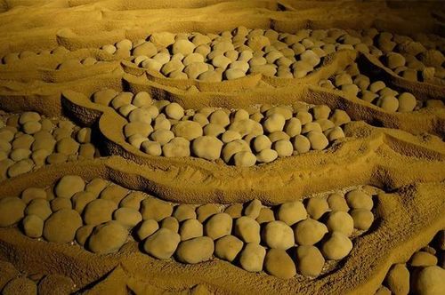 Những viên ngọc hang động (Cave pearl) trong hang Sơn Đoòng. Ảnh: Oxalis Adventure.