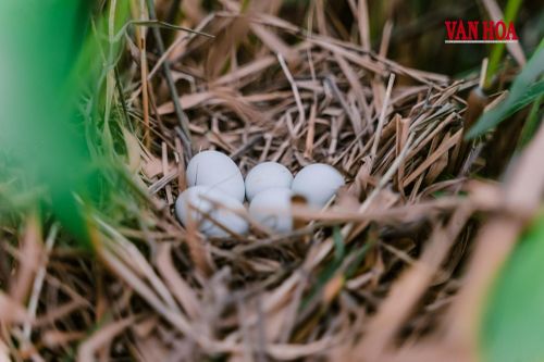 Những quả trứng chim ở vùng lau sậy tại phá Hạc Hải