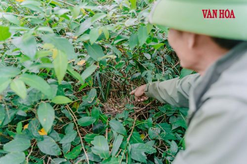 Ông Xuân chỉ cho du khách xem một tổ chim vừa mới hình thành