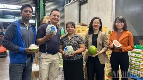Trái bưởi Đồng Tháp xuất khẩu chính ngạch tại Australia.