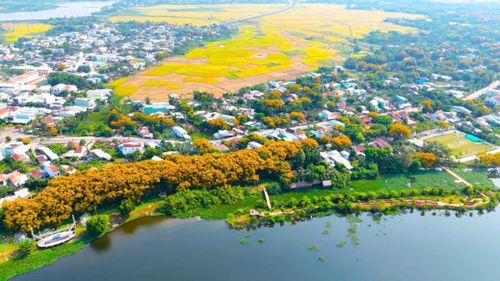 Không gian văn hóa hoa sưa làng Hương Trà năm 2026.