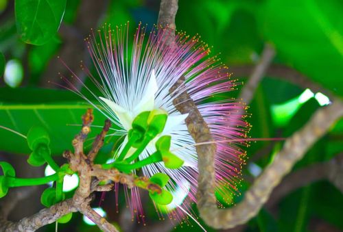 Hoa bàng vuông nở ra như pháo hoa với sắc hồng, trắng, vàng hòa quyện vào nhau.