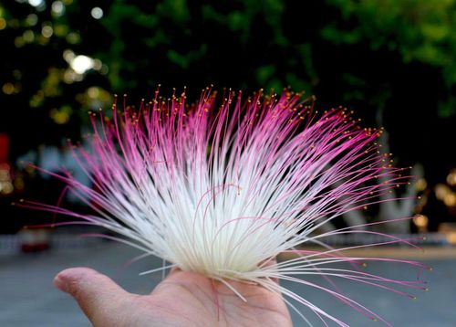 Bông hoa bàng vuông rụng xuống để kết quả.