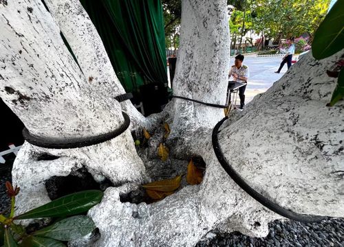 Cây bàng vuông sừng sững, tỏa bóng mát che cho mọi người trước nắng, gió đảo xa.