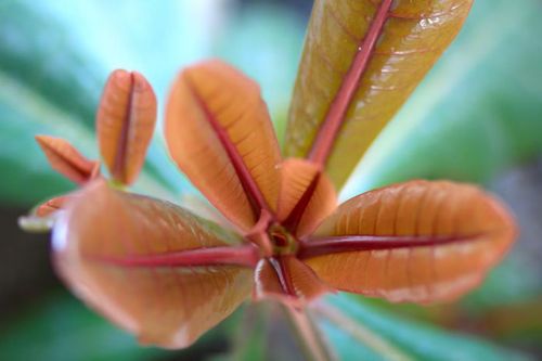 Những búp non màu đỏ như những cánh sao.